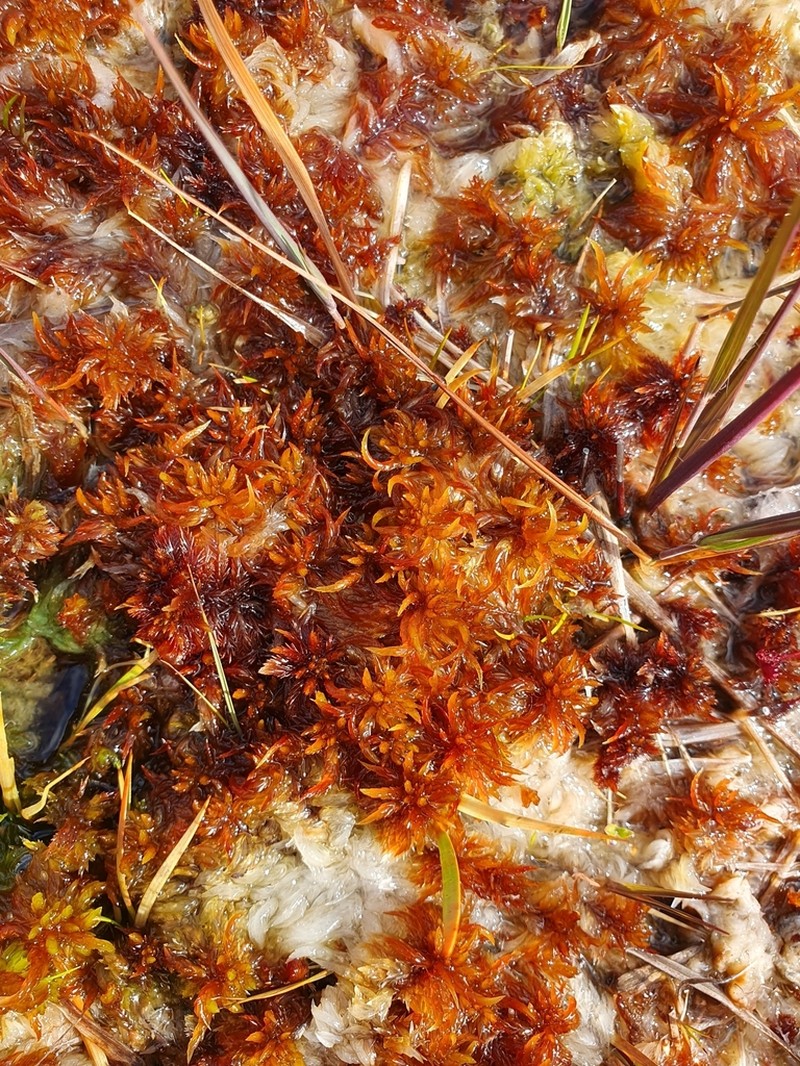 Sphagnum photo 6