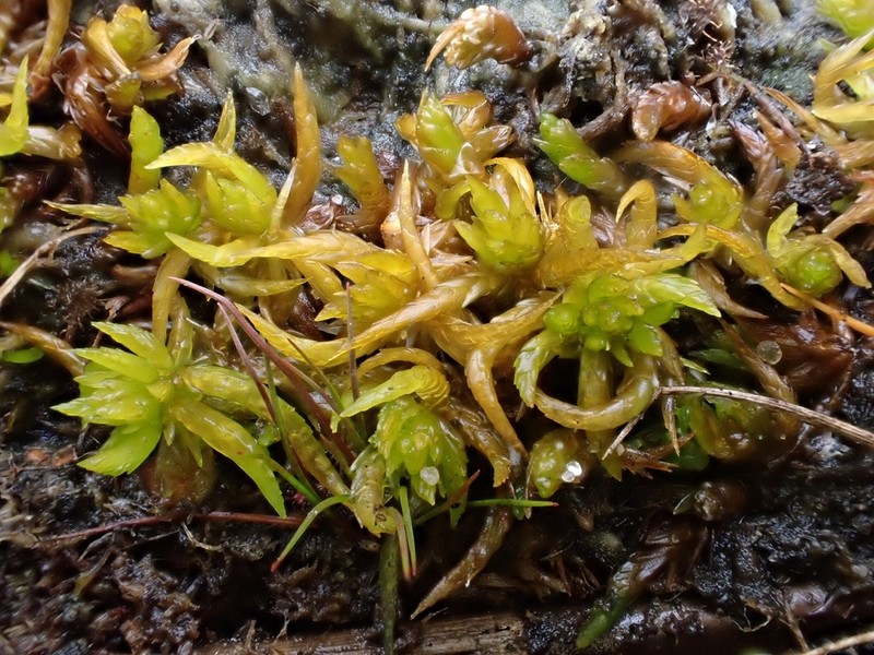 Sphagnum photo 7