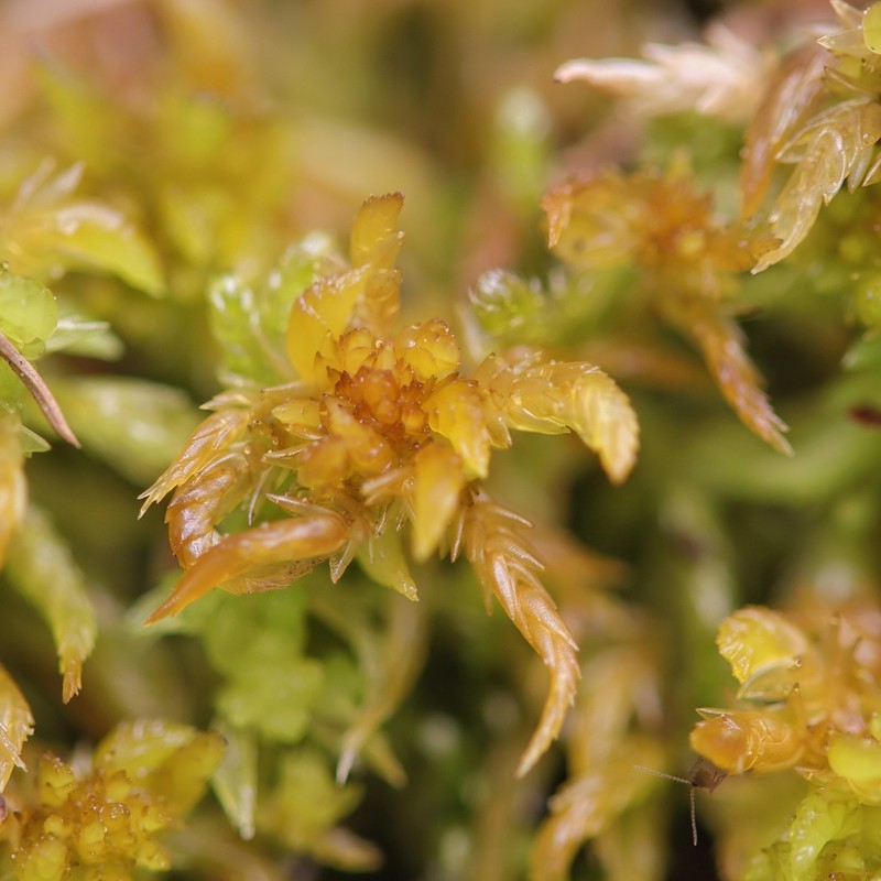 Sphagnum photo 8