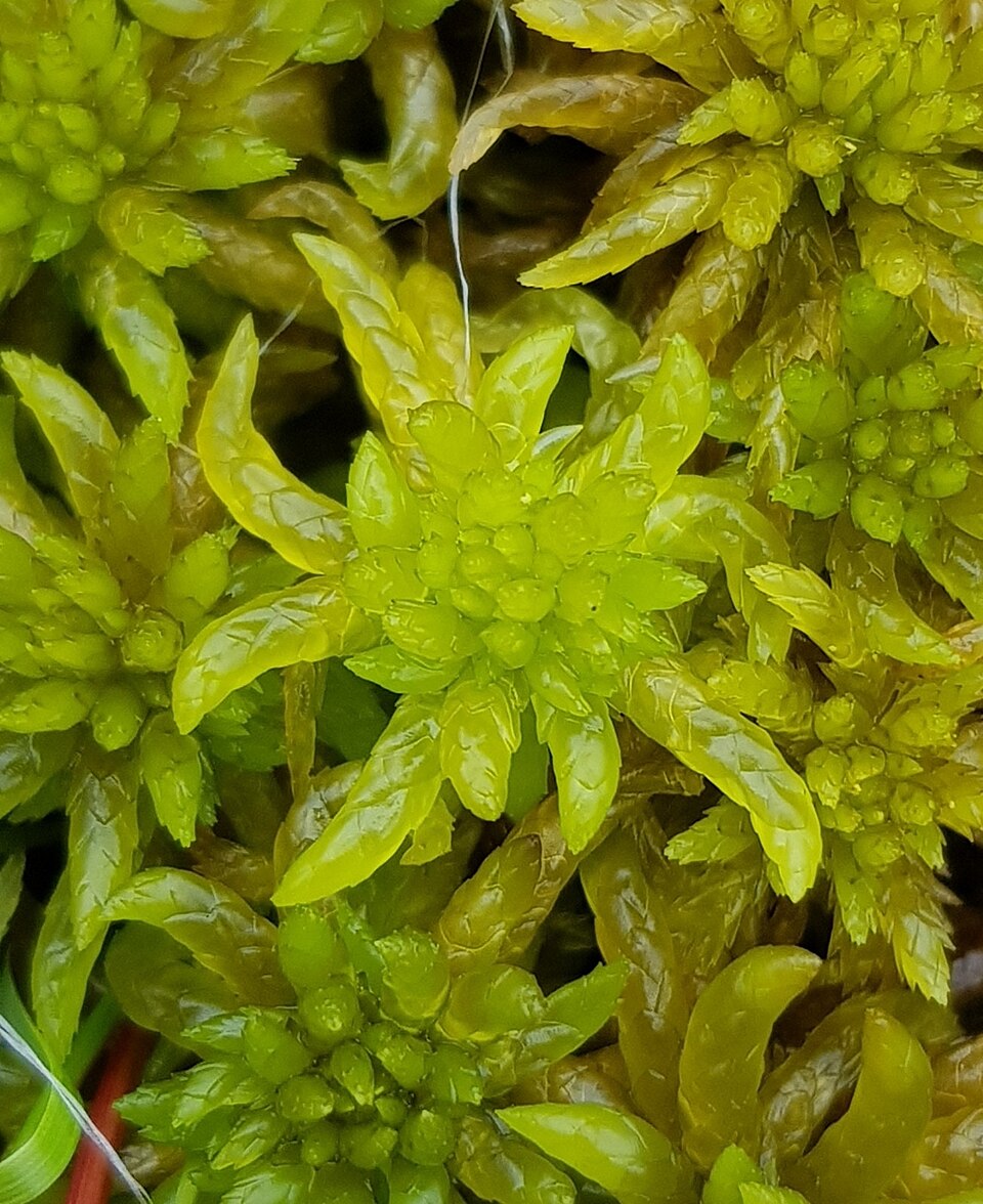 Sphagnum photo 2