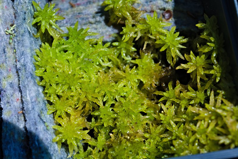 Sphagnum
