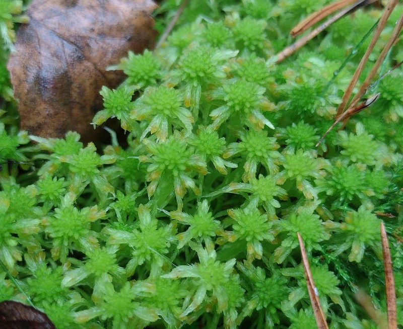 Sphagnum photo 2
