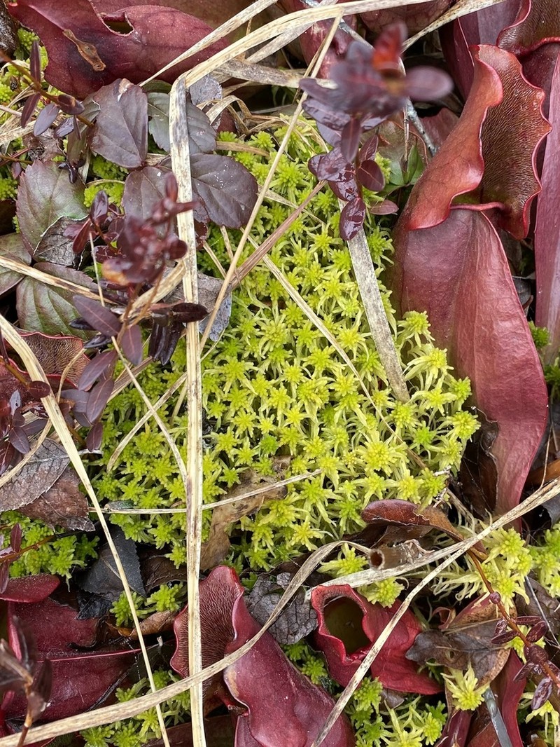 Sphagnum photo 3
