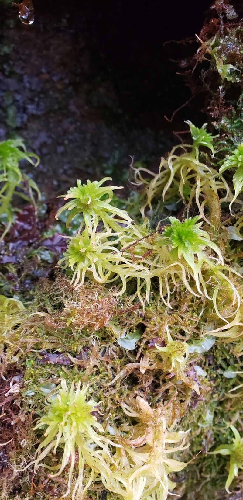 Sphagnum photo 4