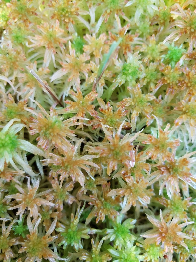 Sphagnum photo 5