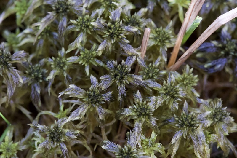 Sphagnum photo 6