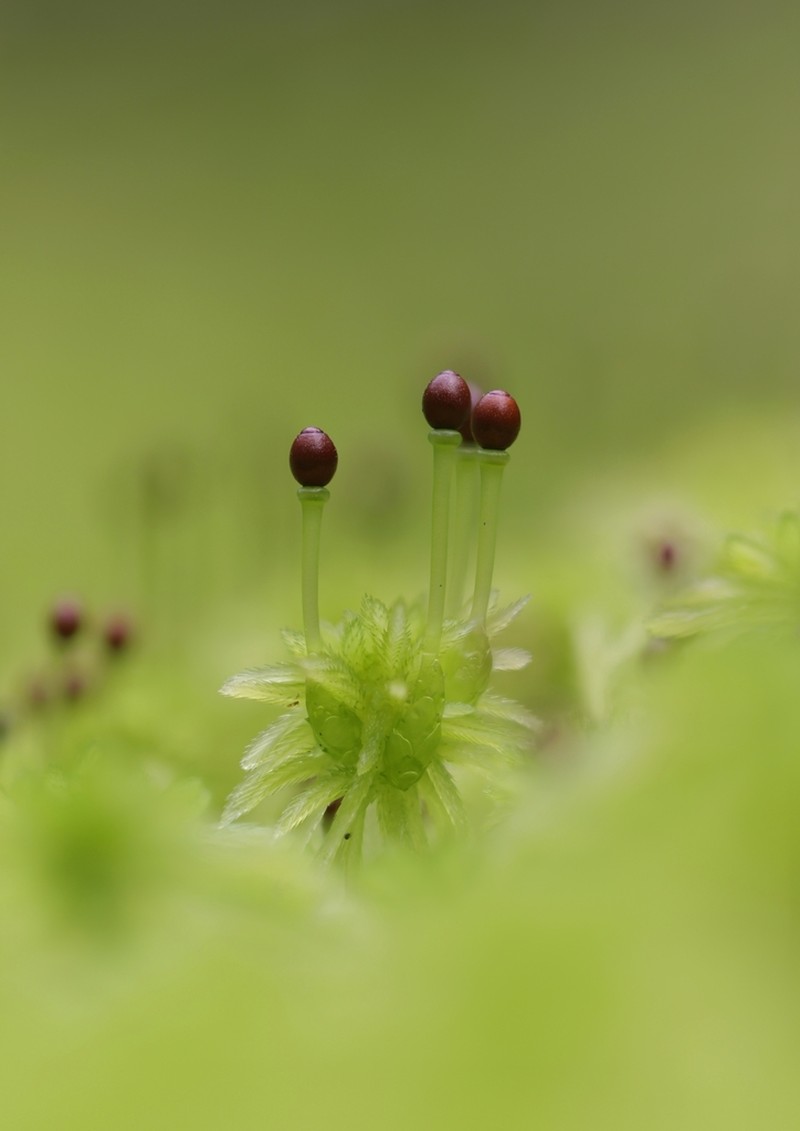 Sphagnum photo 7