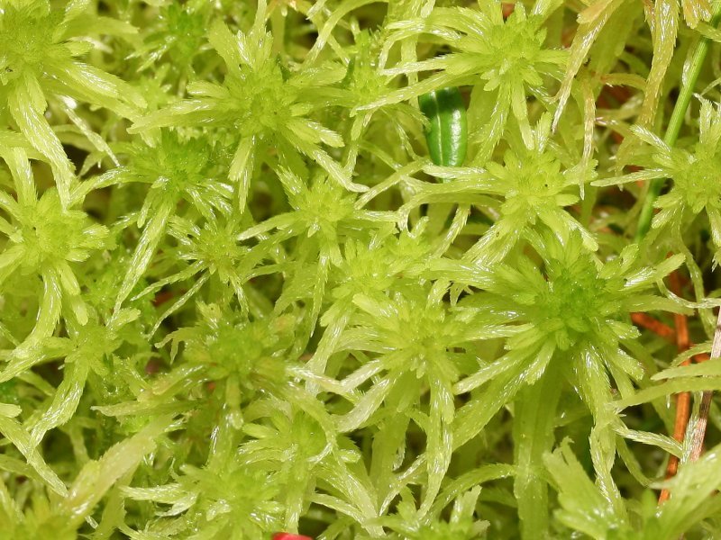 Sphagnum