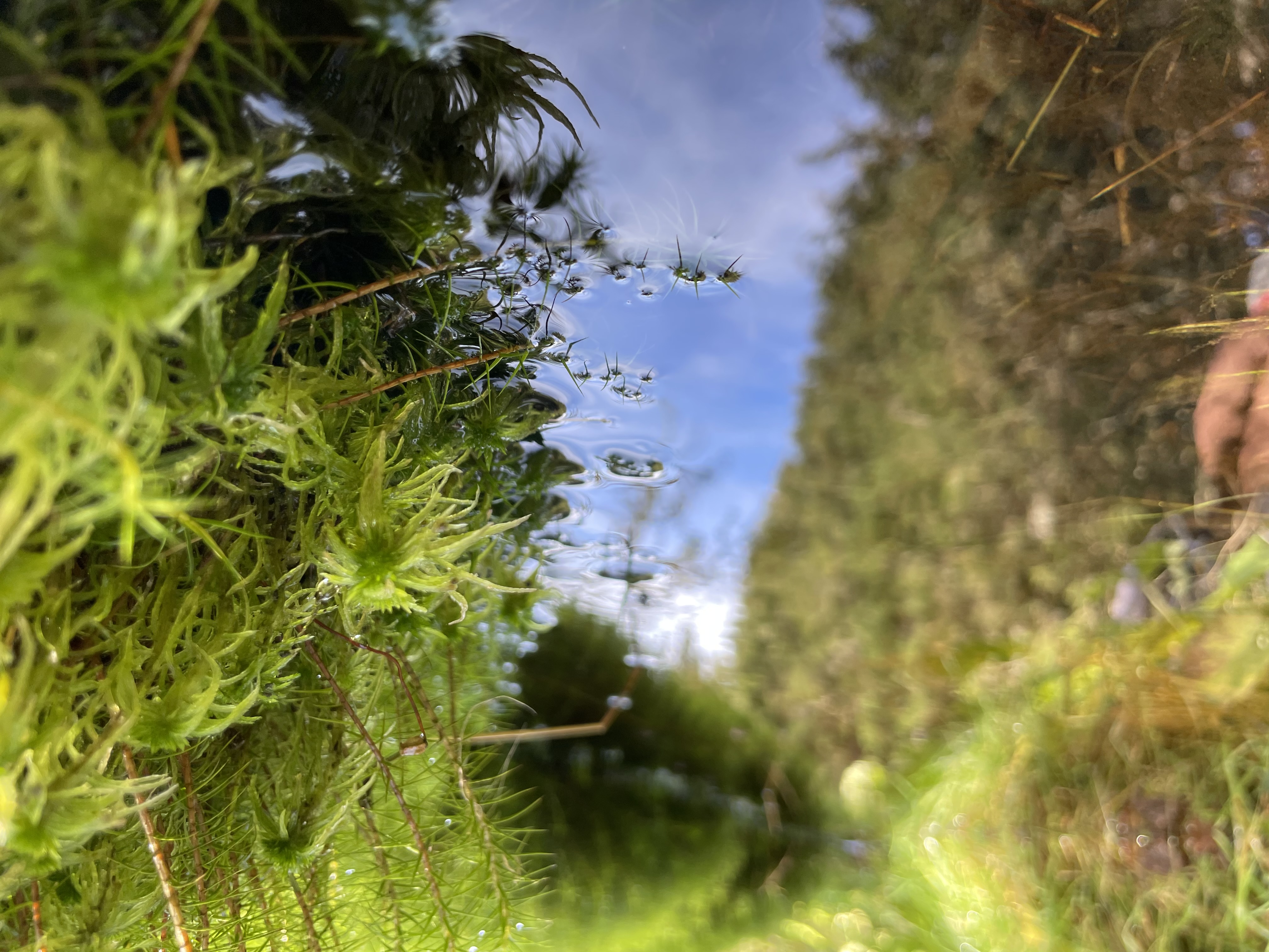 Sphagnum photo 3