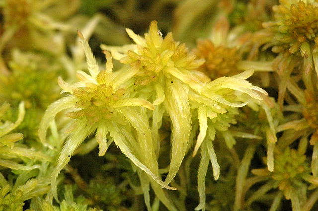 Sphagnum photo 4