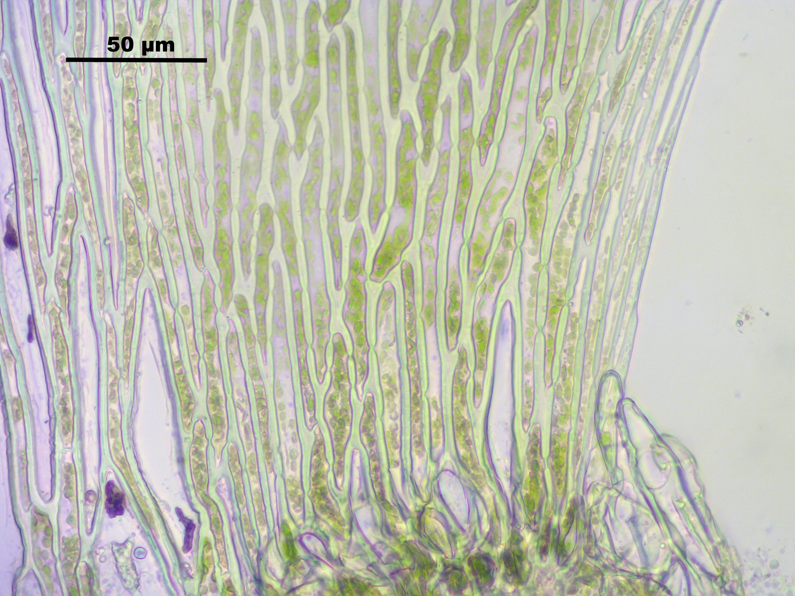 Sphagnum photo 5