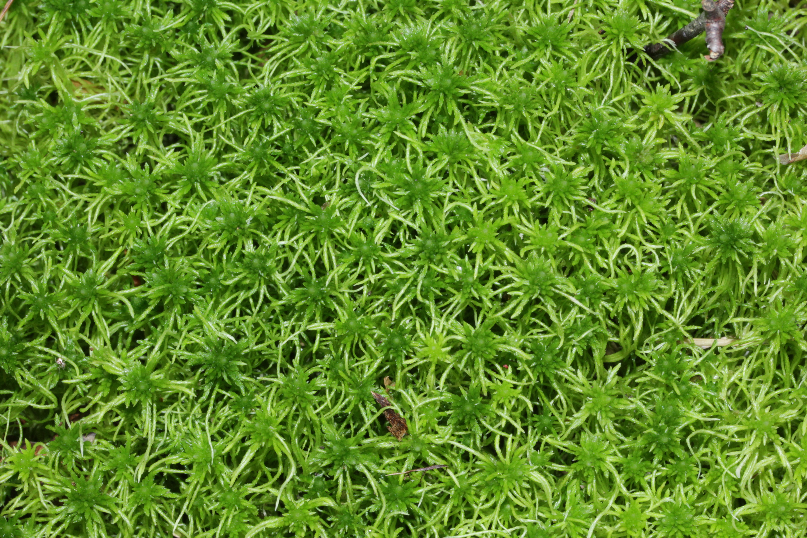 Sphagnum