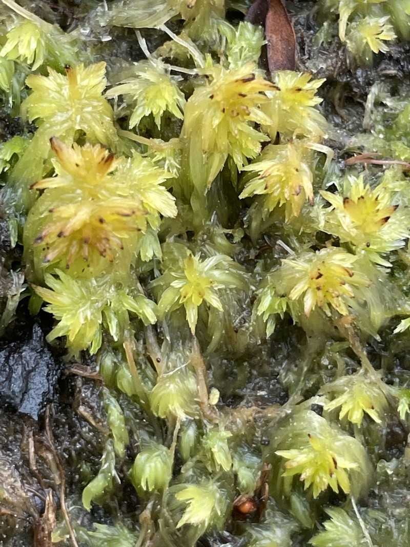 Fitzgerald's Sphagnum