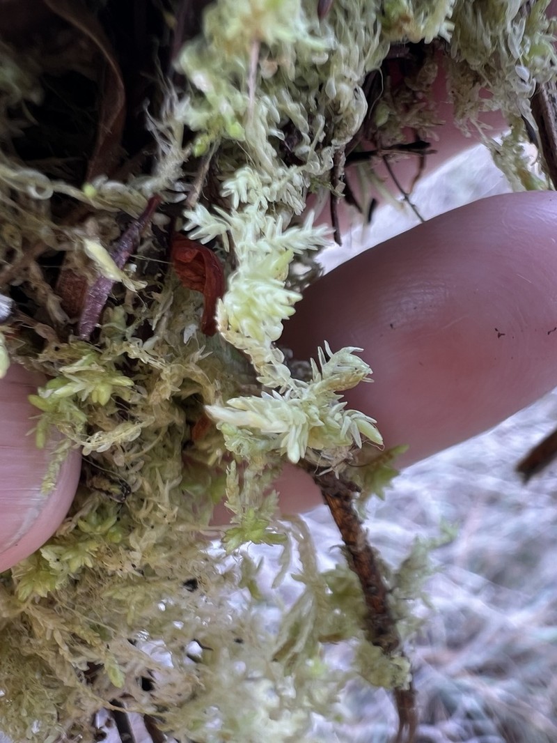 Fitzgerald's Sphagnum photo 2