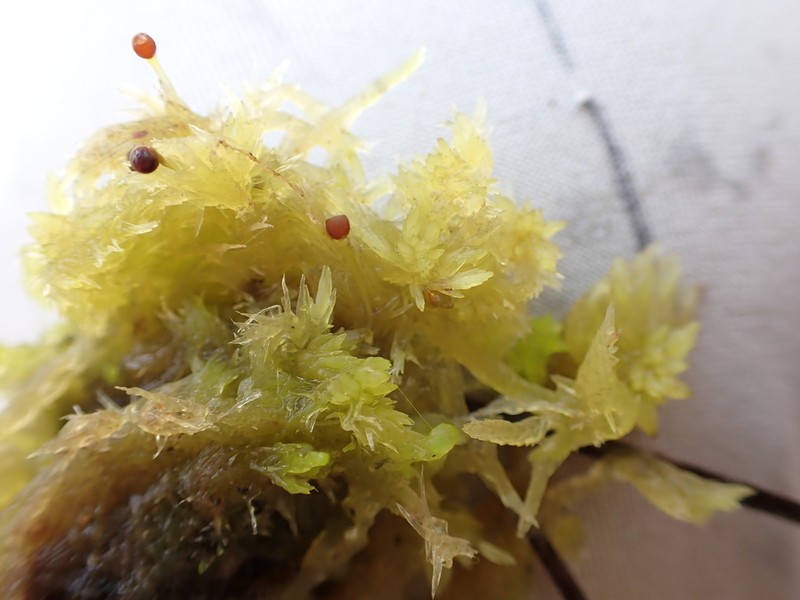 Fitzgerald's Sphagnum photo 3