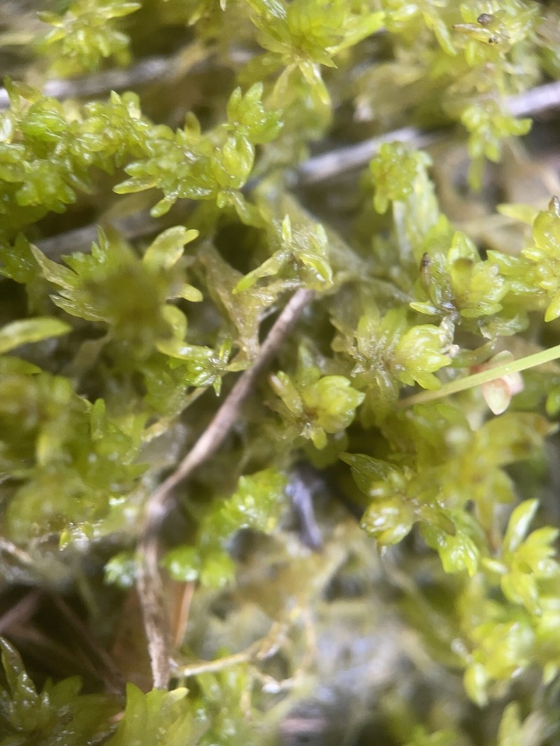 Fitzgerald's Sphagnum photo 4