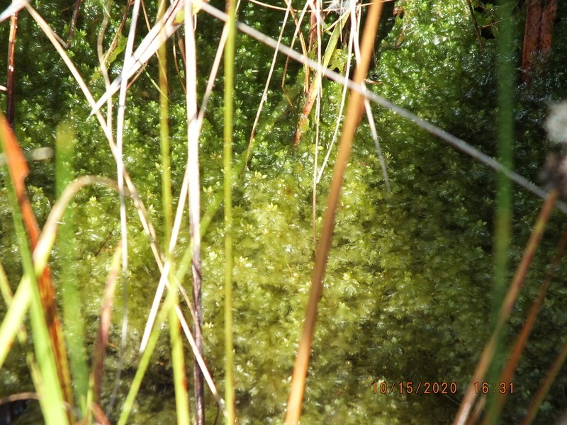 Fitzgerald's Sphagnum photo 5