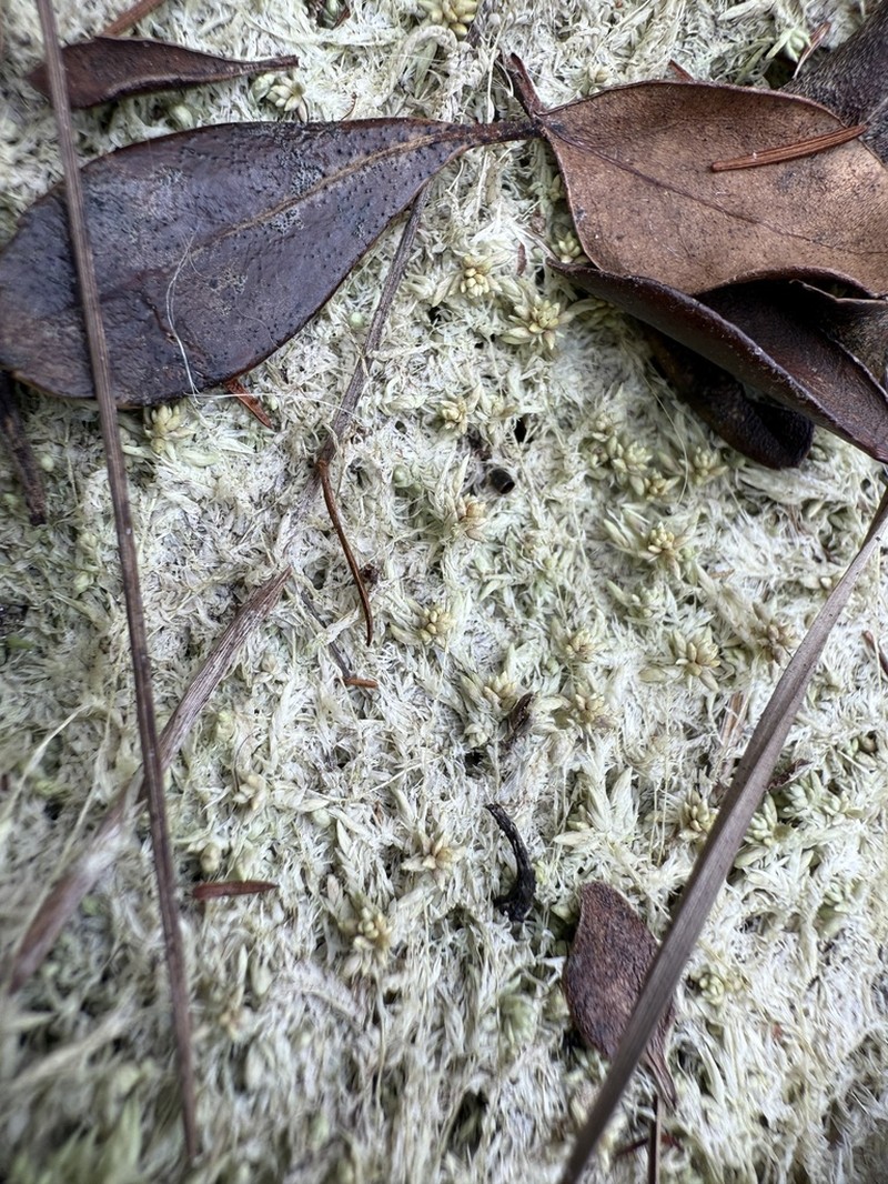 Fitzgerald's Sphagnum photo 6