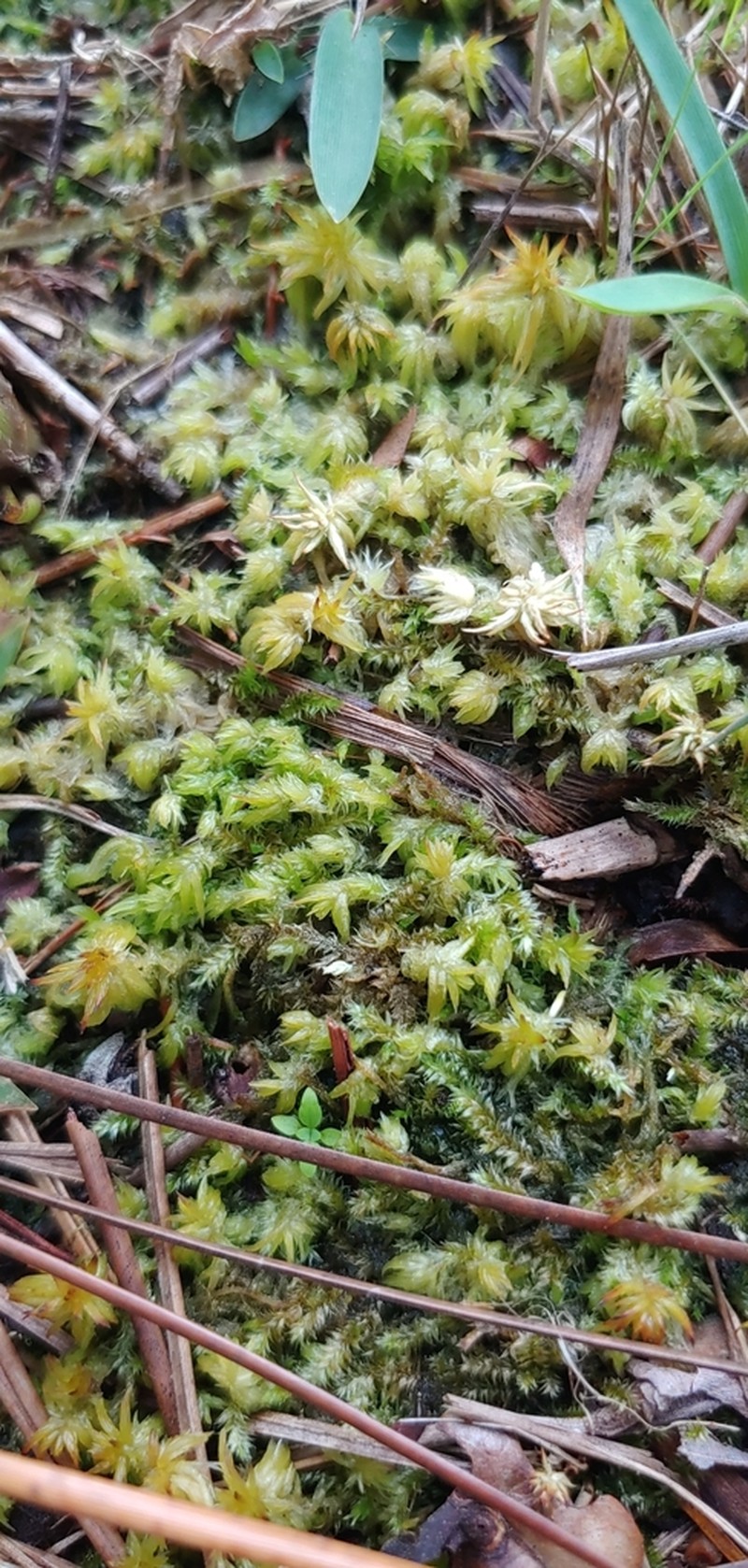 Fitzgerald's Sphagnum photo 7