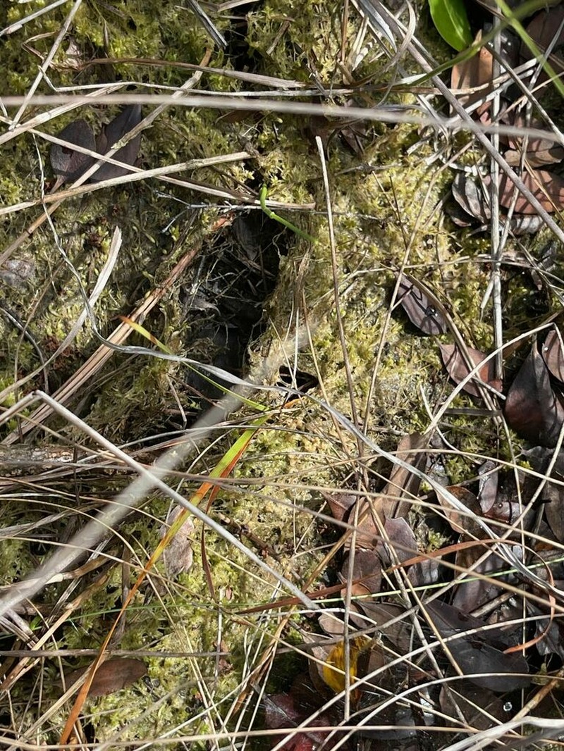 Fitzgerald's Sphagnum photo 8