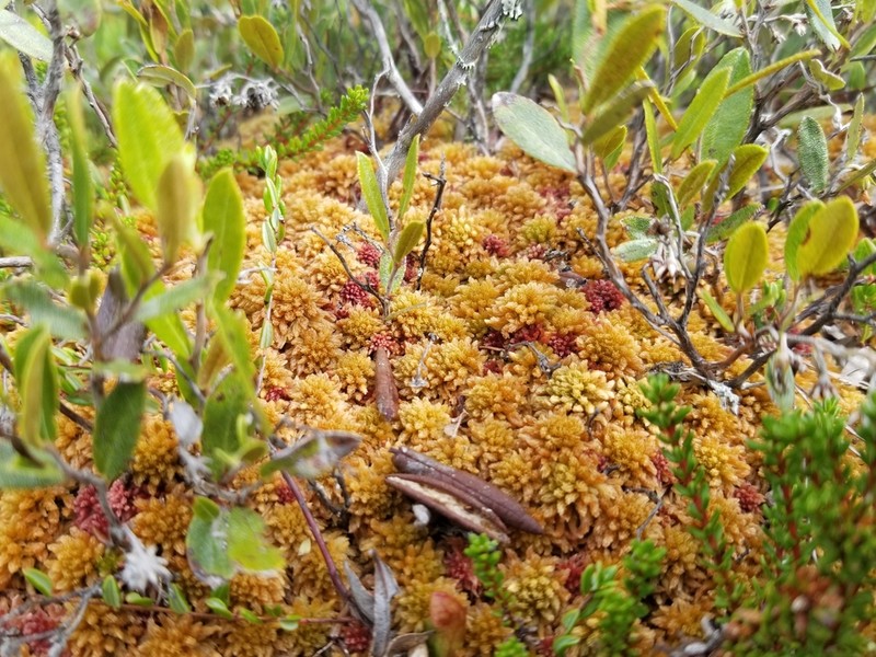 Sphagnum