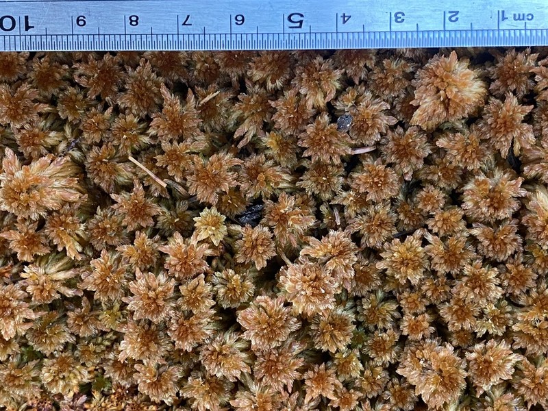 Sphagnum photo 2