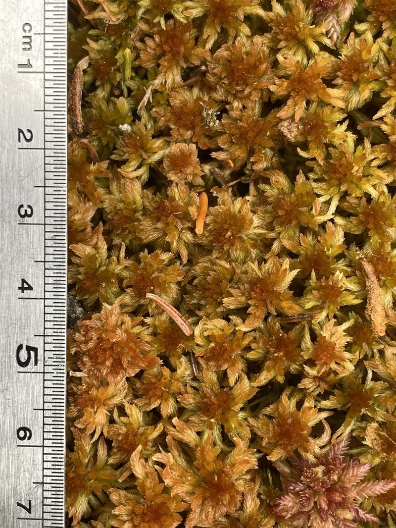 Sphagnum photo 3