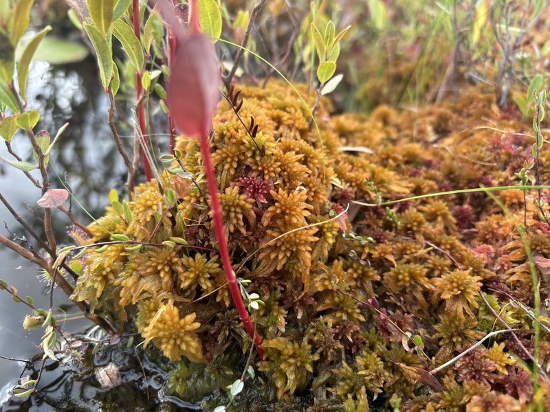 Sphagnum photo 4
