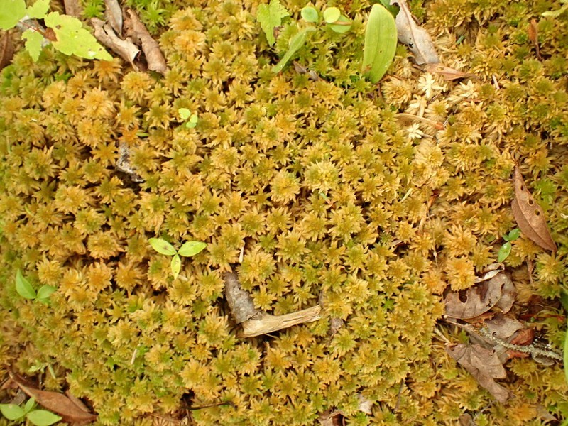 Sphagnum photo 5