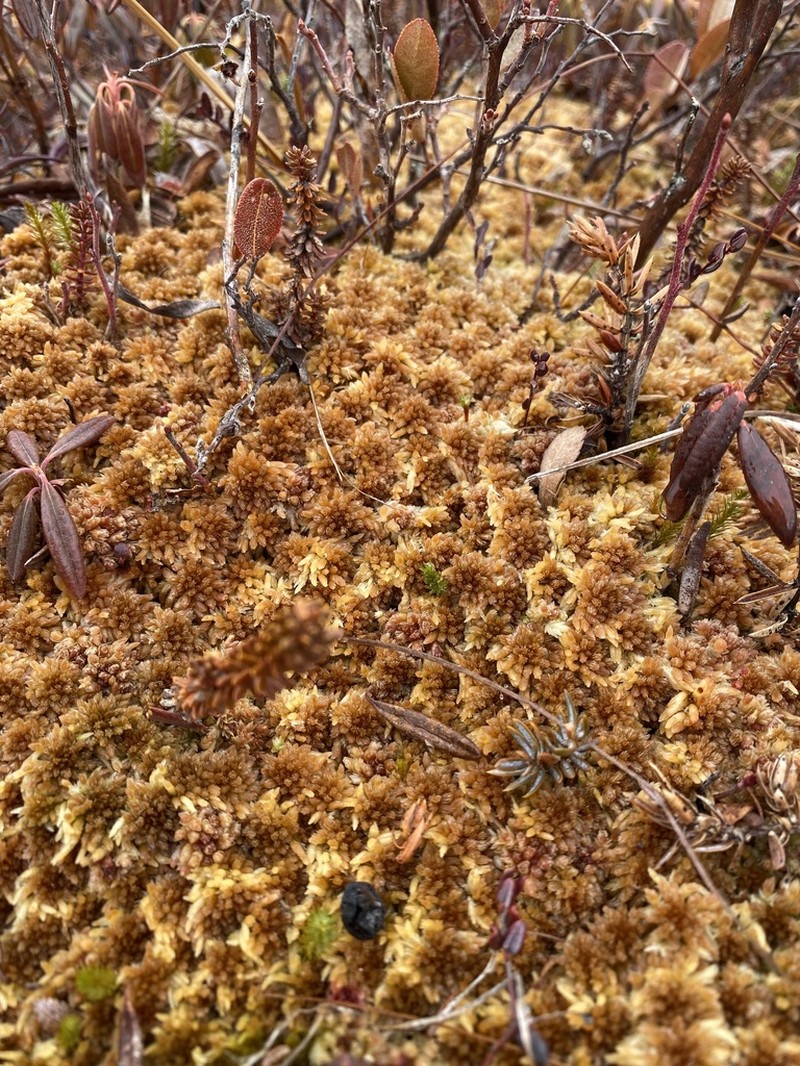 Sphagnum photo 6