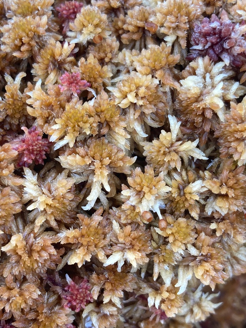 Sphagnum photo 7