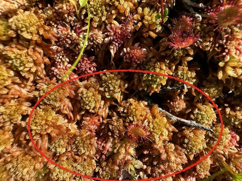 Sphagnum photo 8