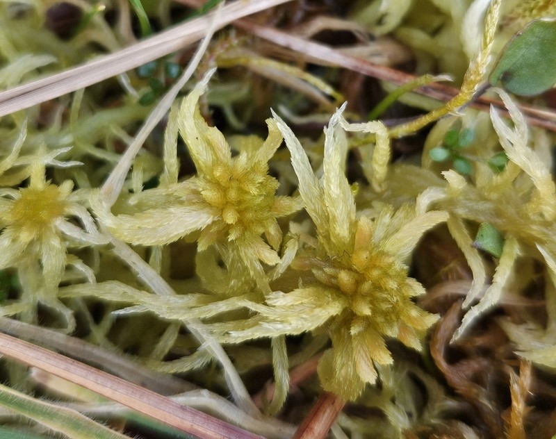 Sphagnum