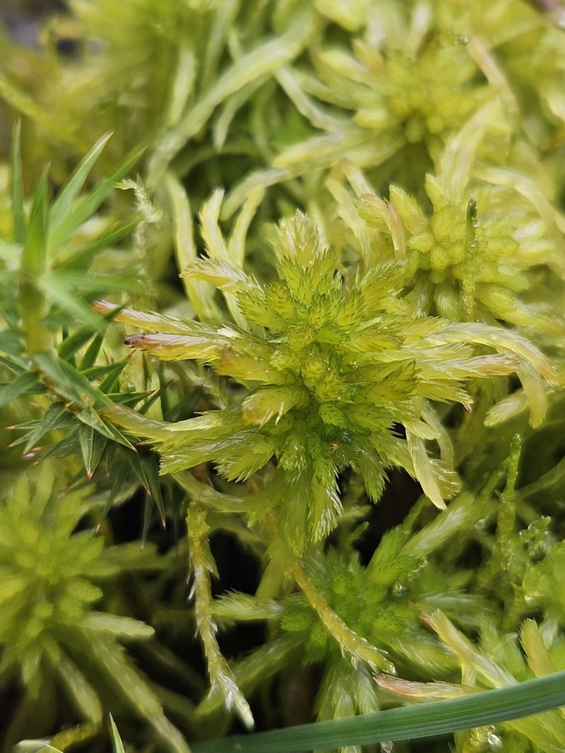 Sphagnum photo 2
