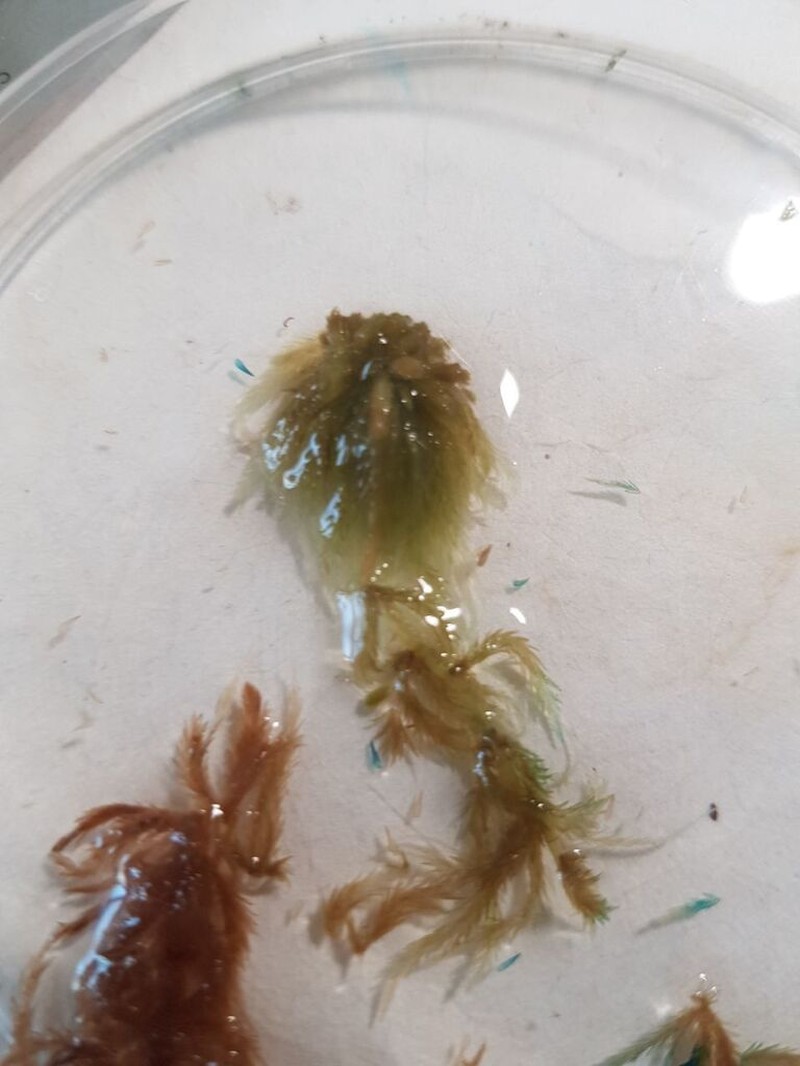 Sphagnum photo 3