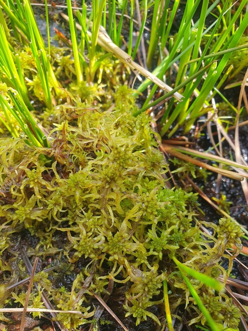 Sphagnum photo 4
