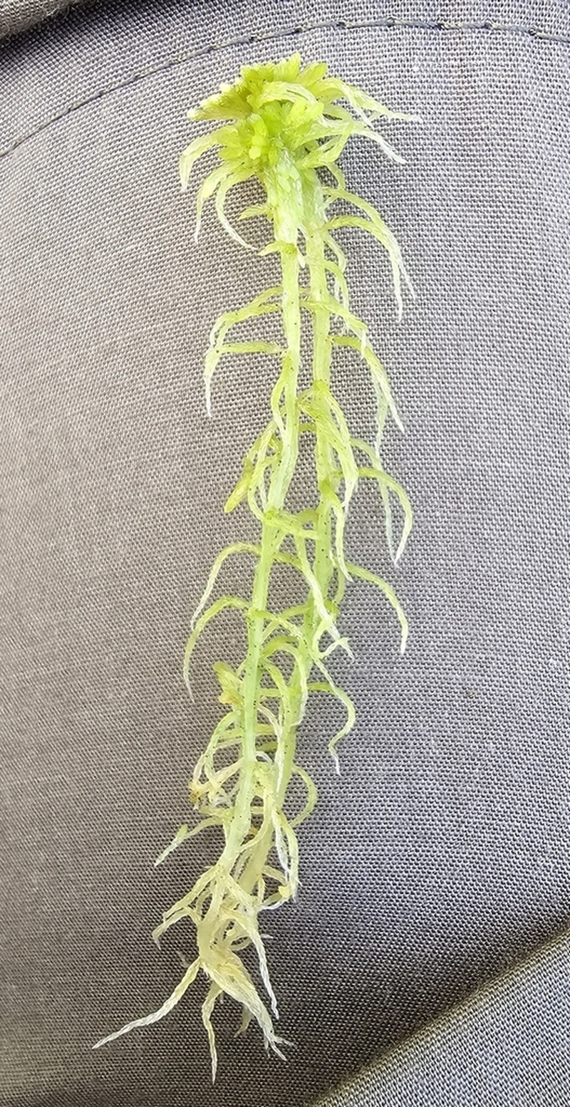 Sphagnum photo 5