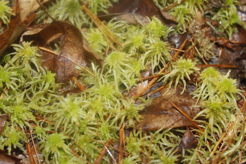 Sphagnum photo 6