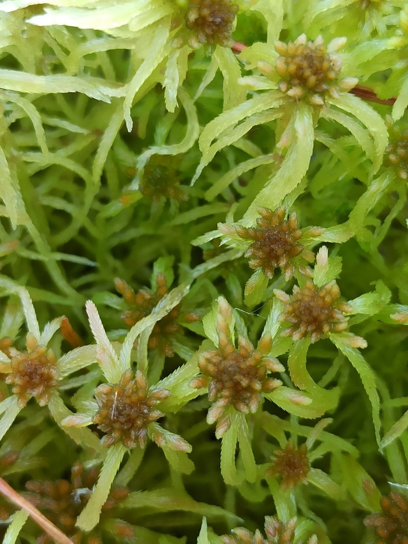 Sphagnum photo 7