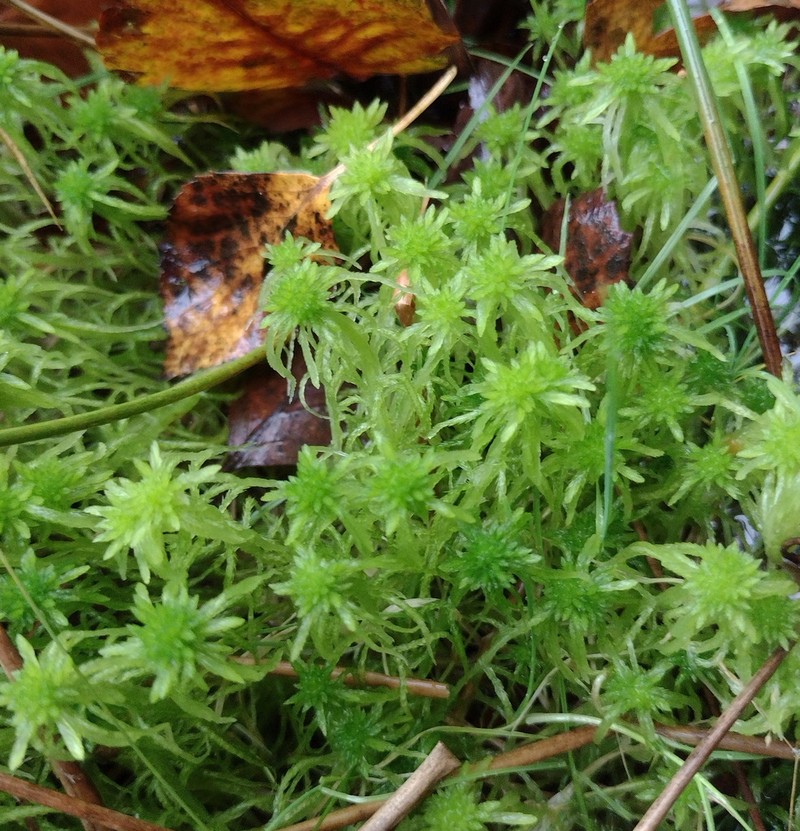 Sphagnum photo 8