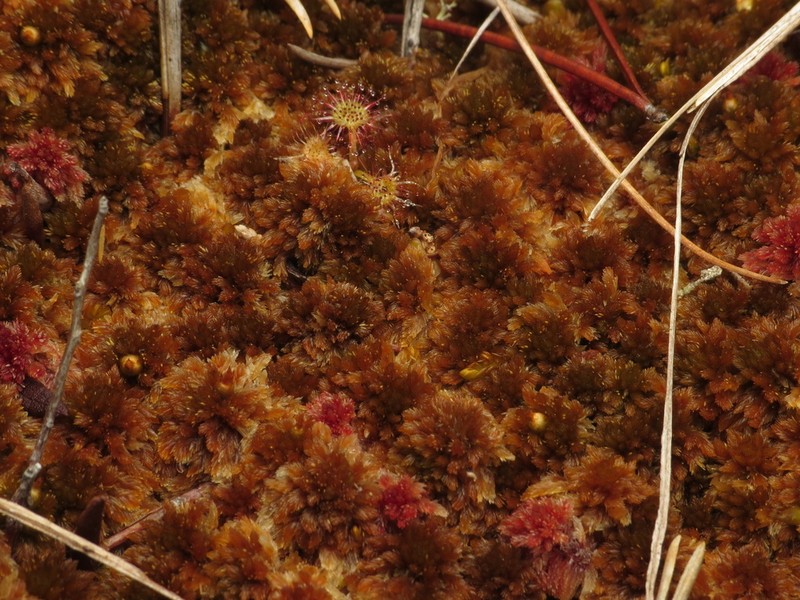 Sphagnum photo 2