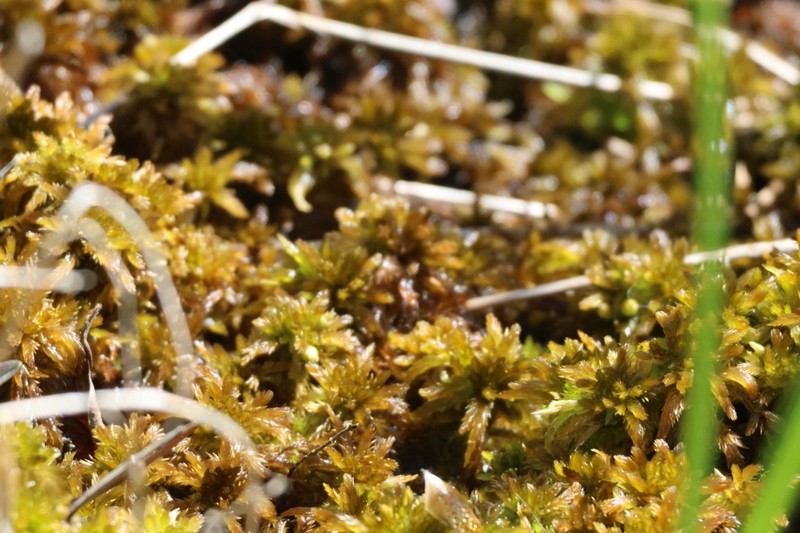 Sphagnum photo 3