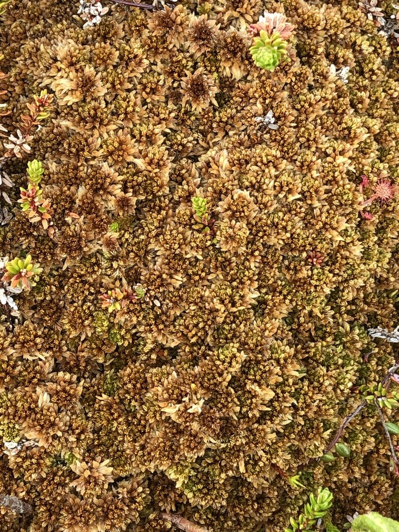 Sphagnum photo 4