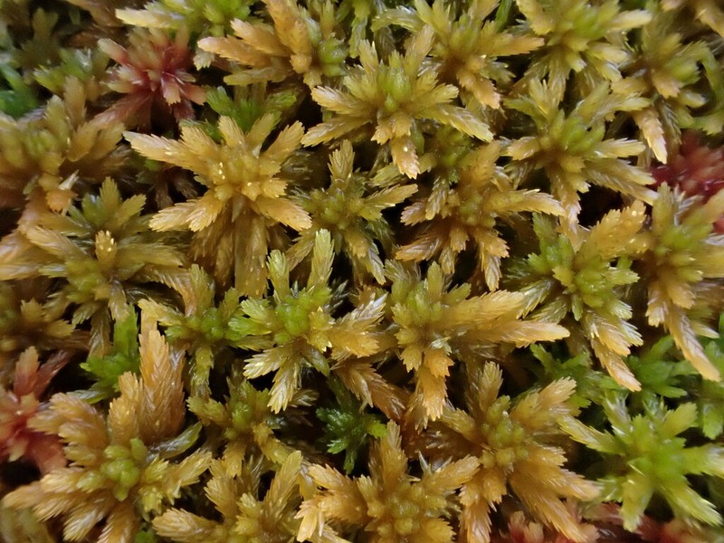 Sphagnum photo 5