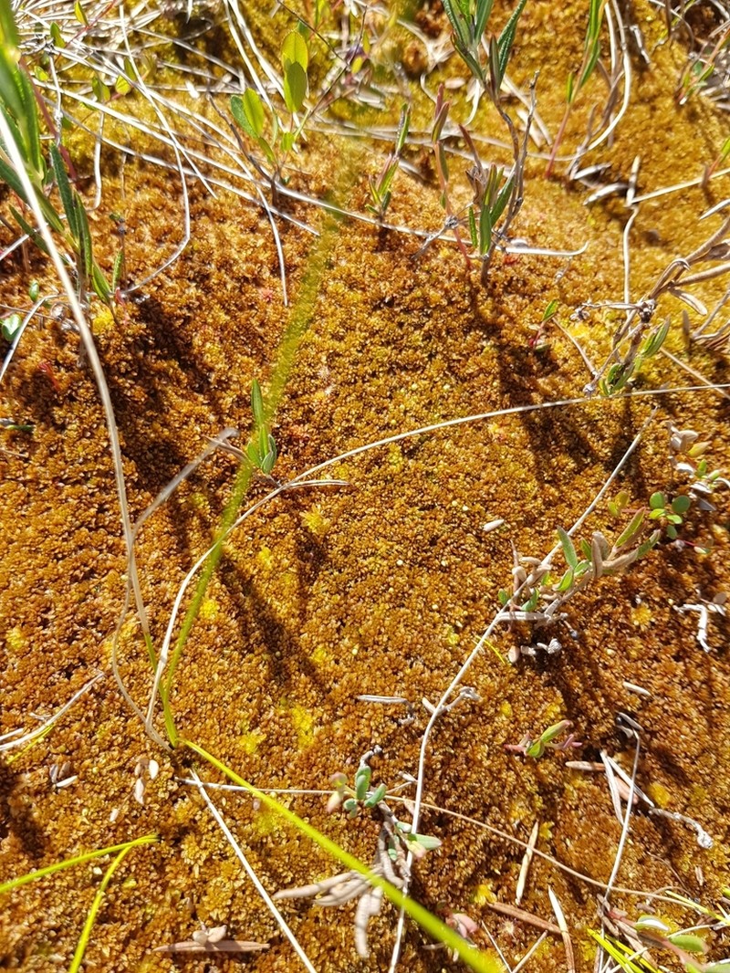 Sphagnum photo 6