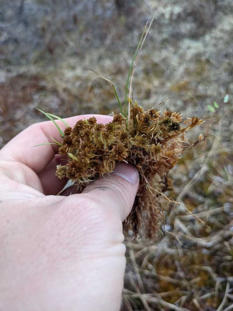 Sphagnum photo 7