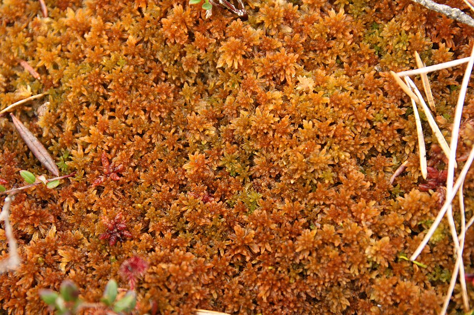 Sphagnum