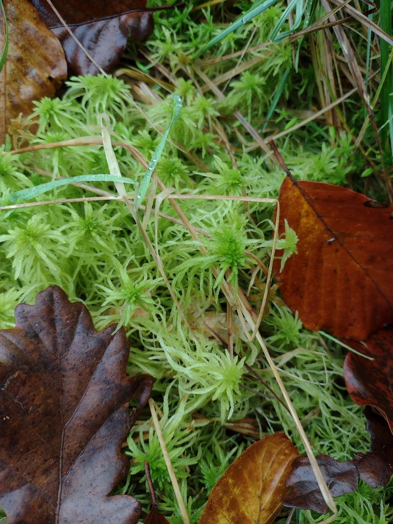 Girgensohn's Sphagnum photo 7