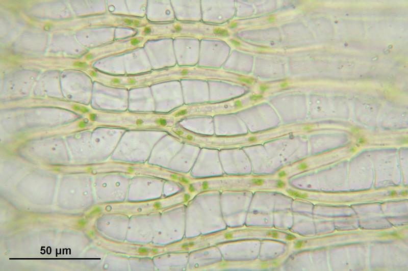 Girgensohn's Sphagnum photo 3