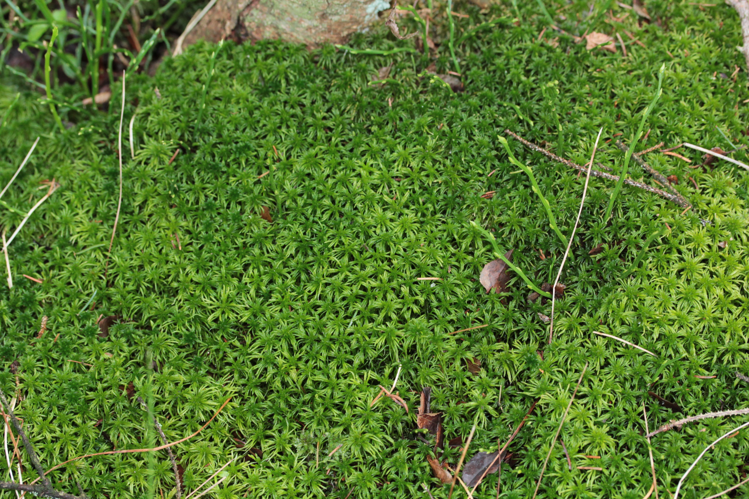 Girgensohn's Sphagnum photo 4